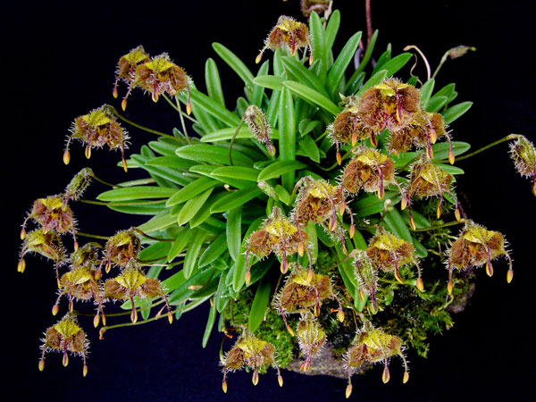 Diodonopsis erinacea