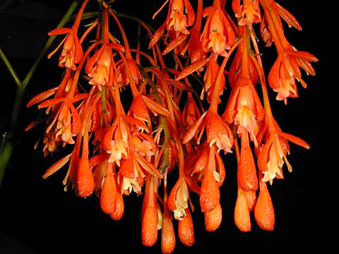 Epidendrum embreei