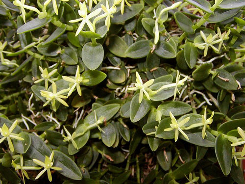 Epidendrum geminiflorum