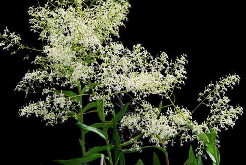 Epidendrum jasminosmum