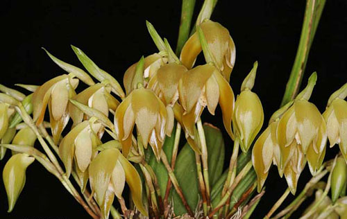 Ida peruviana