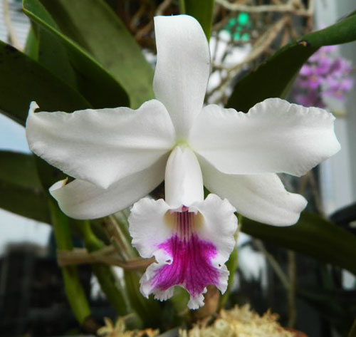 Laelia alaorii x crispa