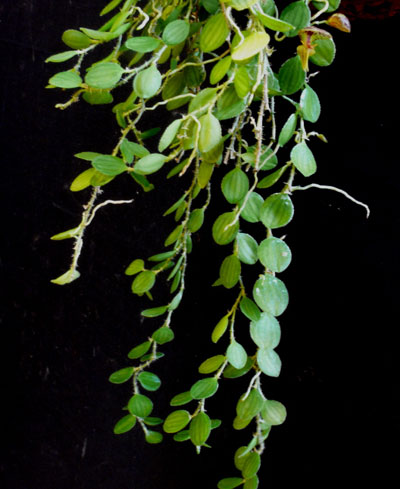 Lepanthes platysepala