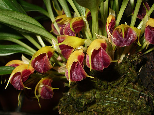Masdevallia brachyura