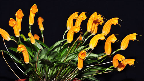 Masdevallia maxilimax