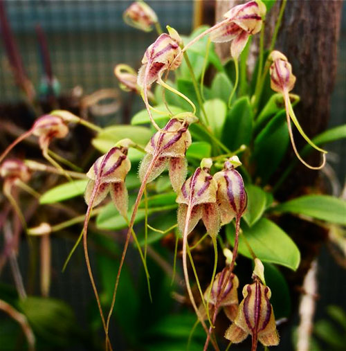 Masdevallia nidifica
