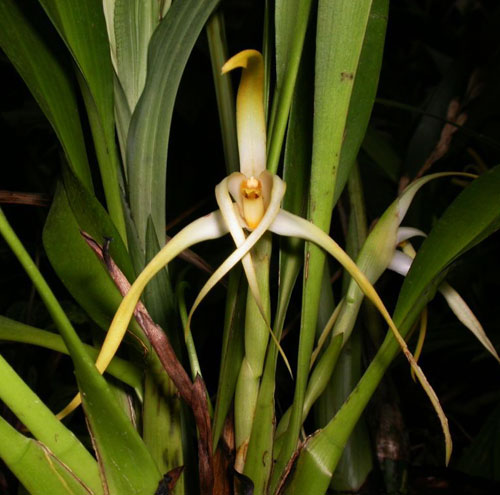 Maxillaria rubioi