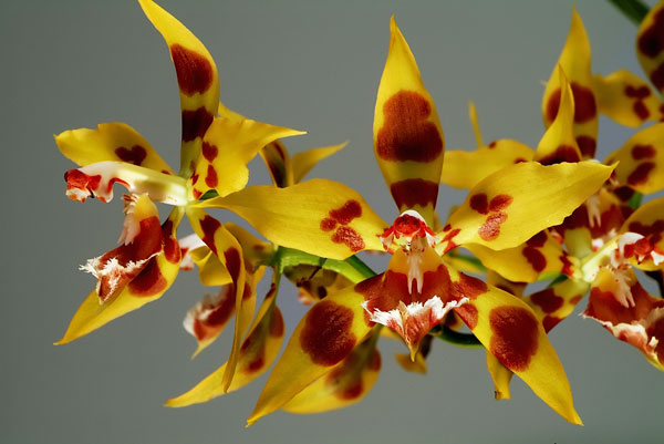 Odontoglossum kegeljani