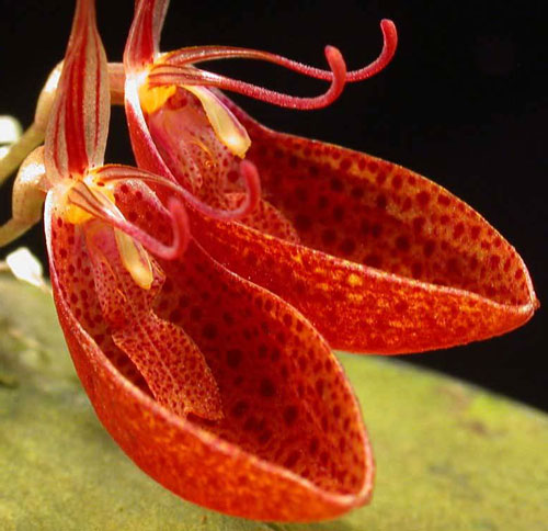 Restrepia cymbula