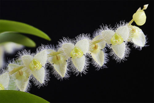 Stelis eublepharis