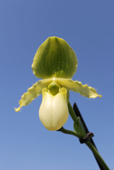Paphiopedilum primulinum alba