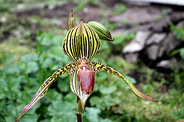 Paphiopedilum David Ott