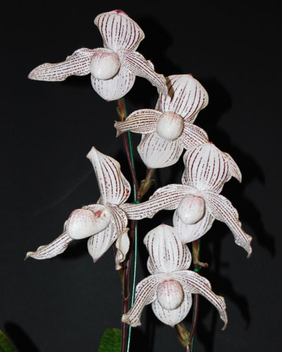 Paphiopedilum Woluwense (niveum x rothschildianum)