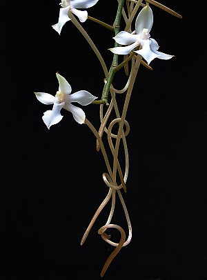 Aerangis kotschyana