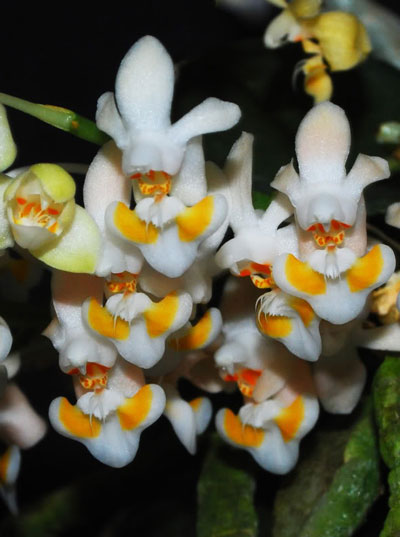 Phalaenopsis thailandica