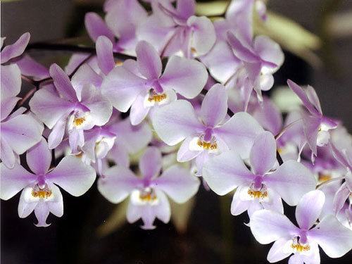 Phalaenopsis schilleriana 'Wan Dan'