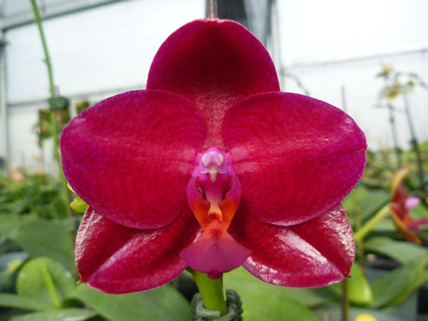 Phalaenopsis Mituo King 'Big Pink'