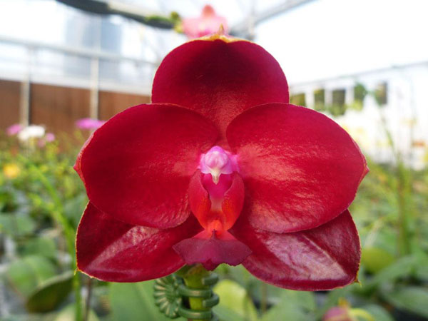 Phalaenopsis Mituo King 'Red Pepper'