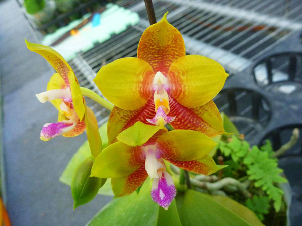 Phalaenopsis Ld's Bear King 'YK #5'