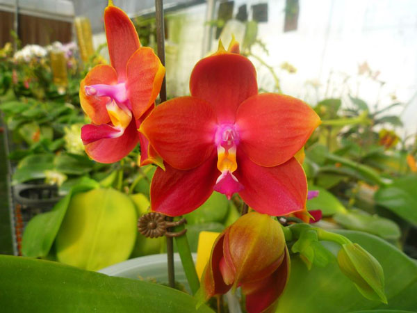Phalaenopsis Ld's Bear King 'Ben Belton'