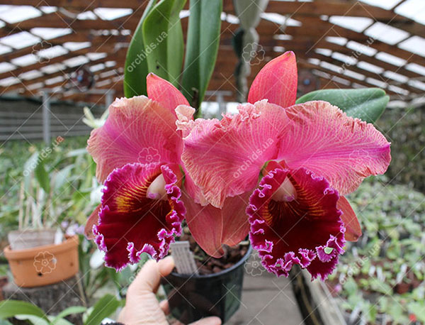 Brassolaeliocattleya Chia Lin 'Red Pearl'
