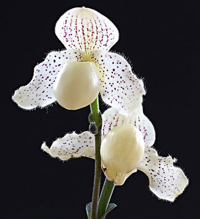 Paphiopedilum Heeder Fladder (primulinum x godefroyae)