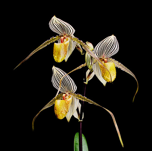 Paphiopedilum Gary Romagna