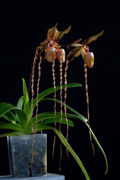 Paphiopedilum Kemp Tower