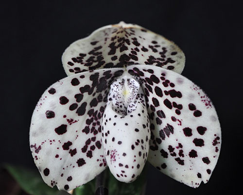 Paphiopedilum Greyi x Muriel Constance