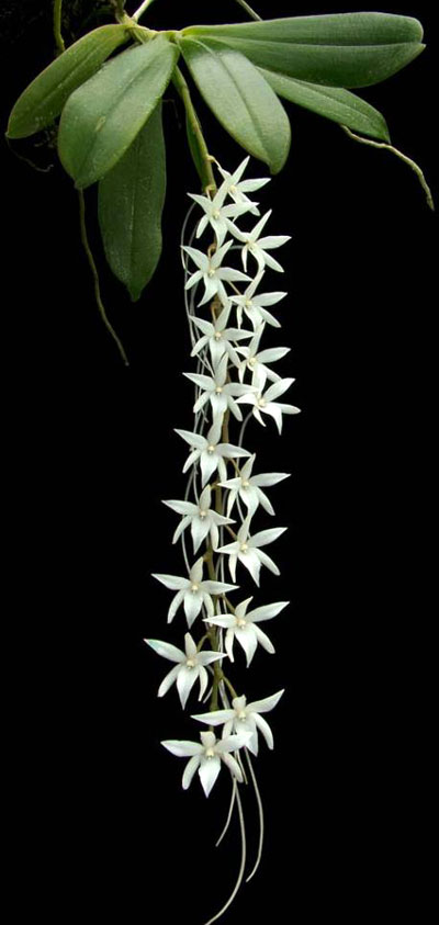 Aerangis modesta