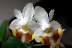 Phalaenopsis thailandica x lobbii var vietnamica