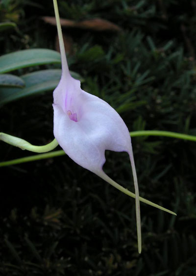 Masdevallia measuresiana