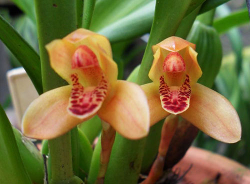 Maxillaria rufescens