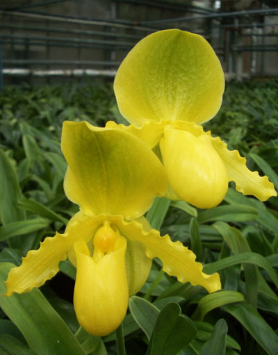 Paphiopedilum Cadmium Glow