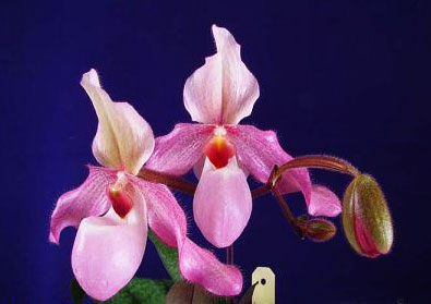 Paphiopedilum Grassau