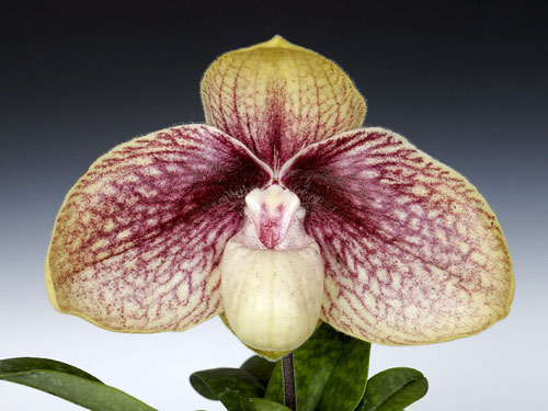 Paphiopedilum Karl Ploberger