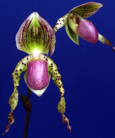 Paphiopedilum Stone Ground