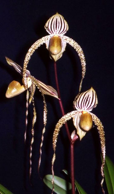 Paphiopedilum Rebecca Koopowitz