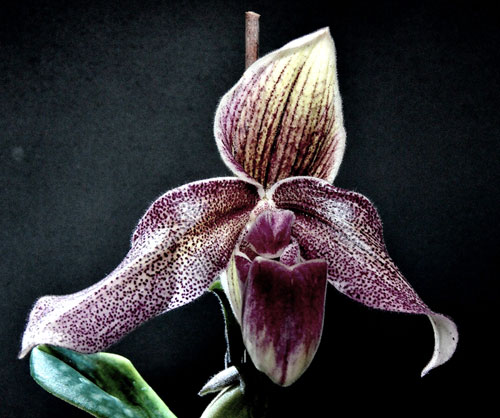 Paphiopedilum Mrs Fred Hardy (bellatulum x superbiens)
