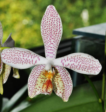 Phalaenopsis tetraspis 'Red Mark' x stuartiana nobilis 'Lemon Yellow'
