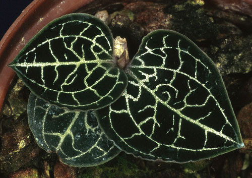 Anoectochilus koshunensis