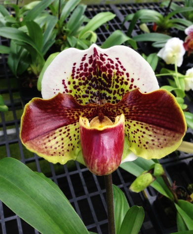 Paphiopedilum Velvet Spot x Lancer
