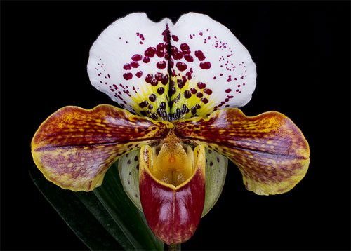 Paphiopedilum New Generation x Maniac