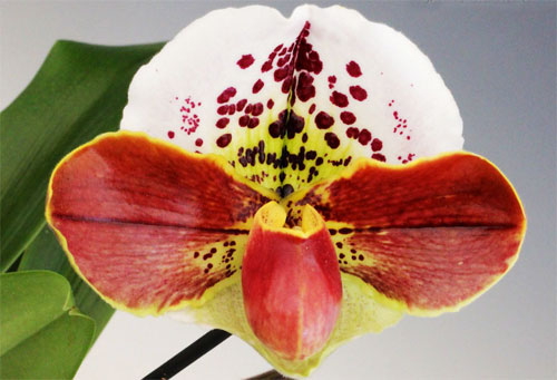 Paphiopedilum (Morgana Spots x Mingo) x Big Smile