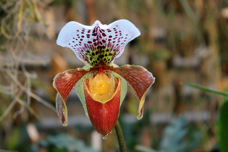 Paphiopedilum Weihnachtsbluher