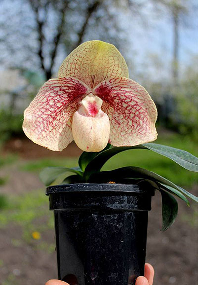 Paphiopedilum hangianum x bellatulum