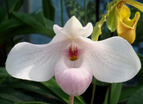 Paphiopedilum In Charm Handel (hangianum x delenatii)