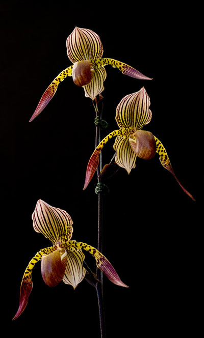 Paphiopedilum haynaldianum x rothschildianum