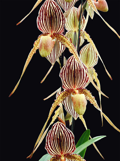 Paphiopedilum St Swithin TN-UP x rothschildianum Tiger