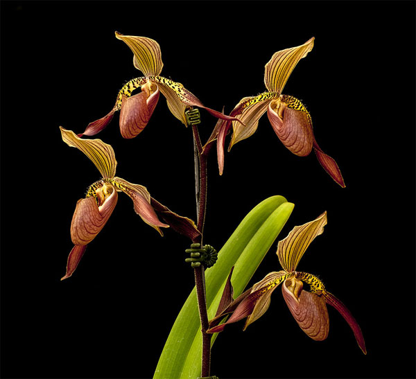 Paphiopedilum lowii x superbiens